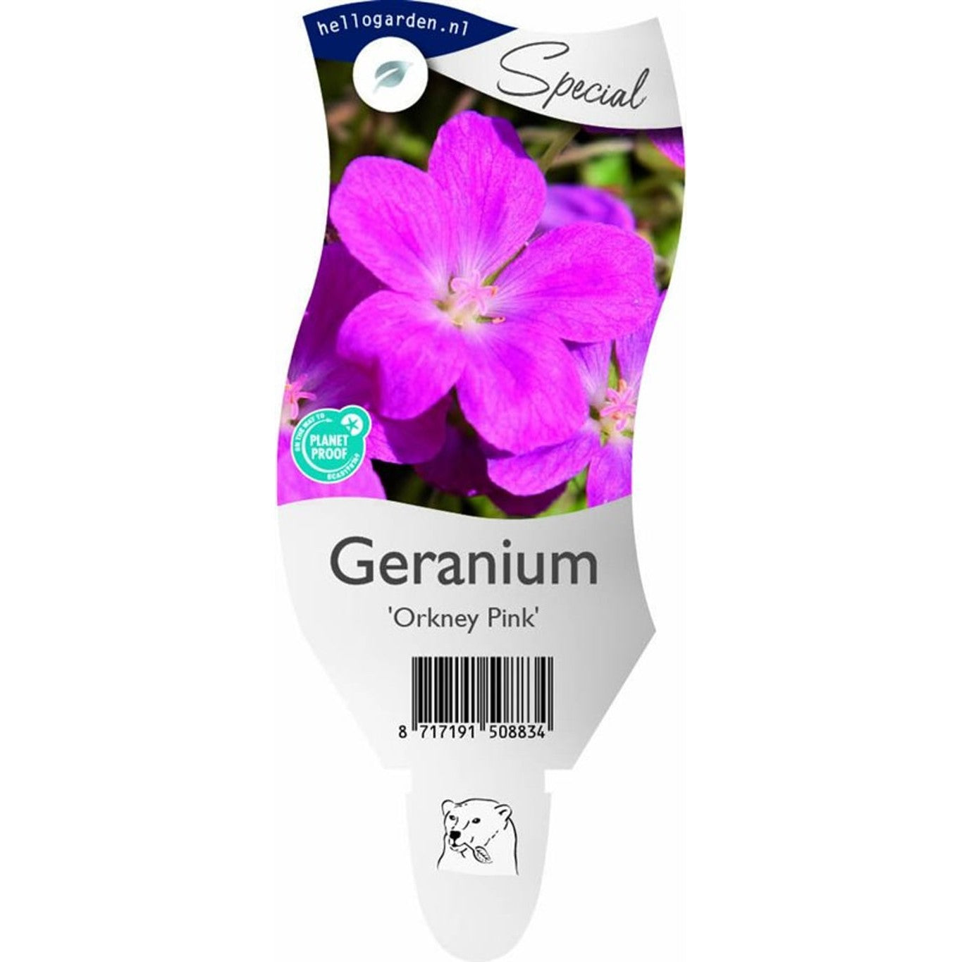 Näva – Geranium 'Orkney Pink' - P11